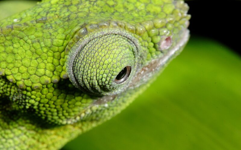 Green Chameleon Eye