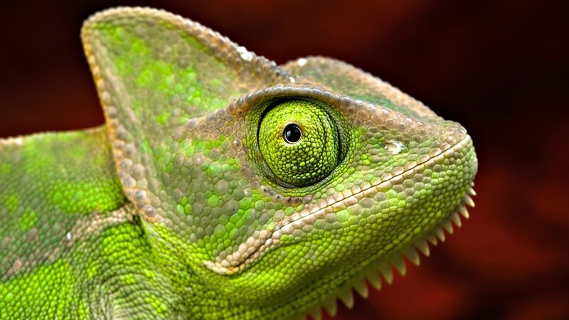 Green Chameleon Head — Dramatic