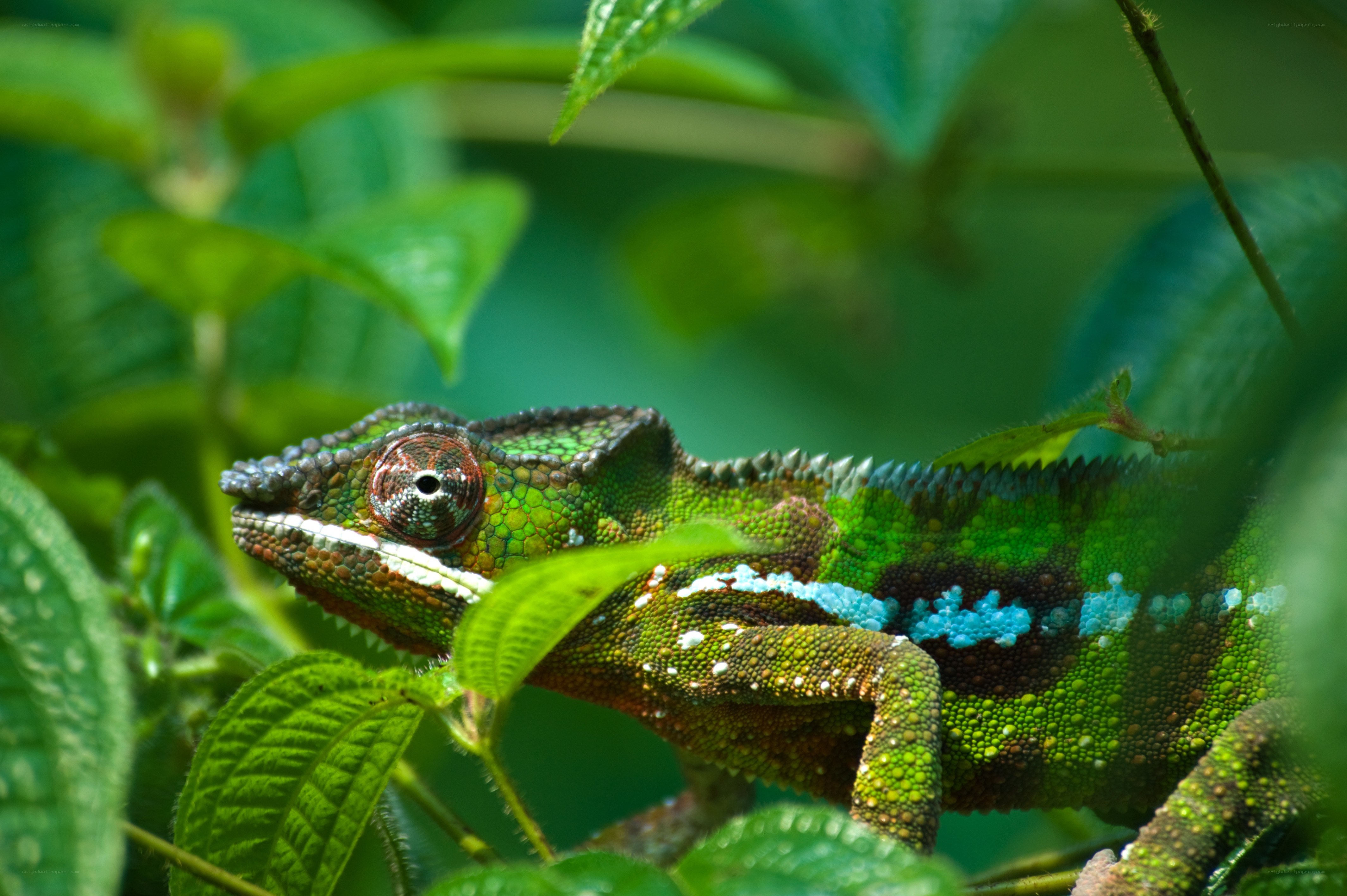 Green chameleon in foliage
