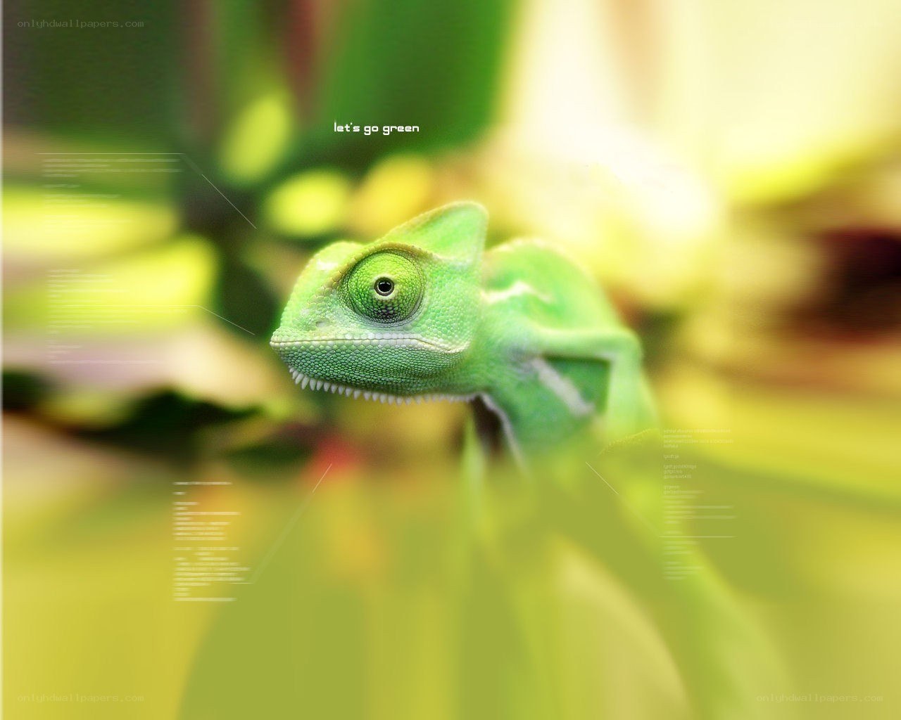 green chameleon in nature