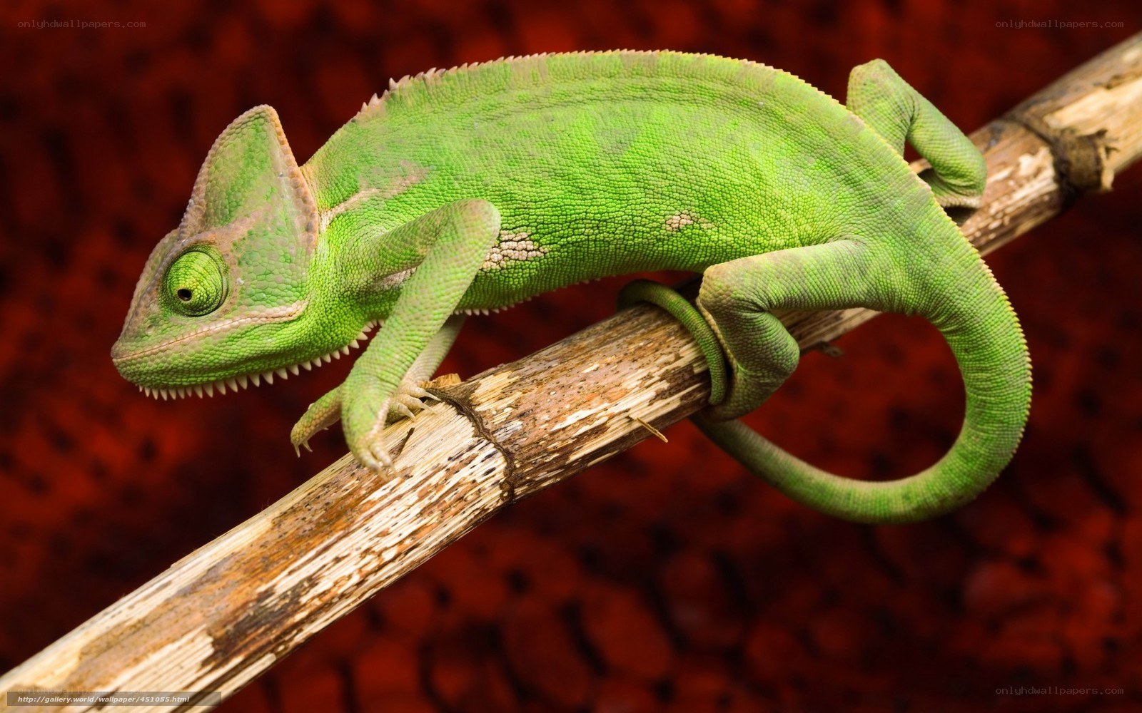 Green chameleon on a branch