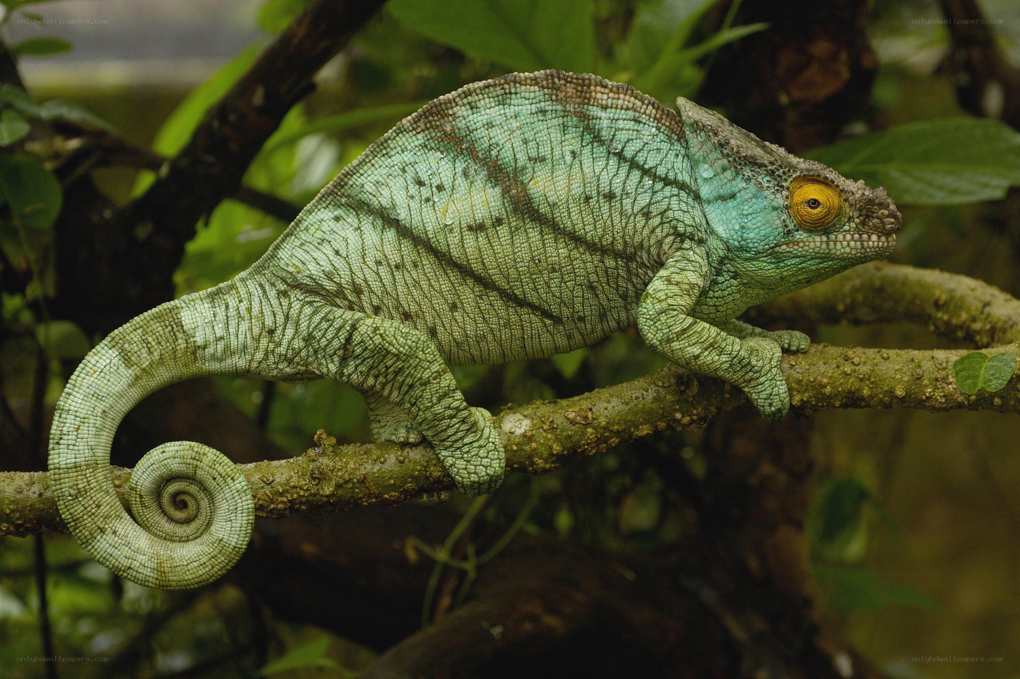 Green chameleon on a branch