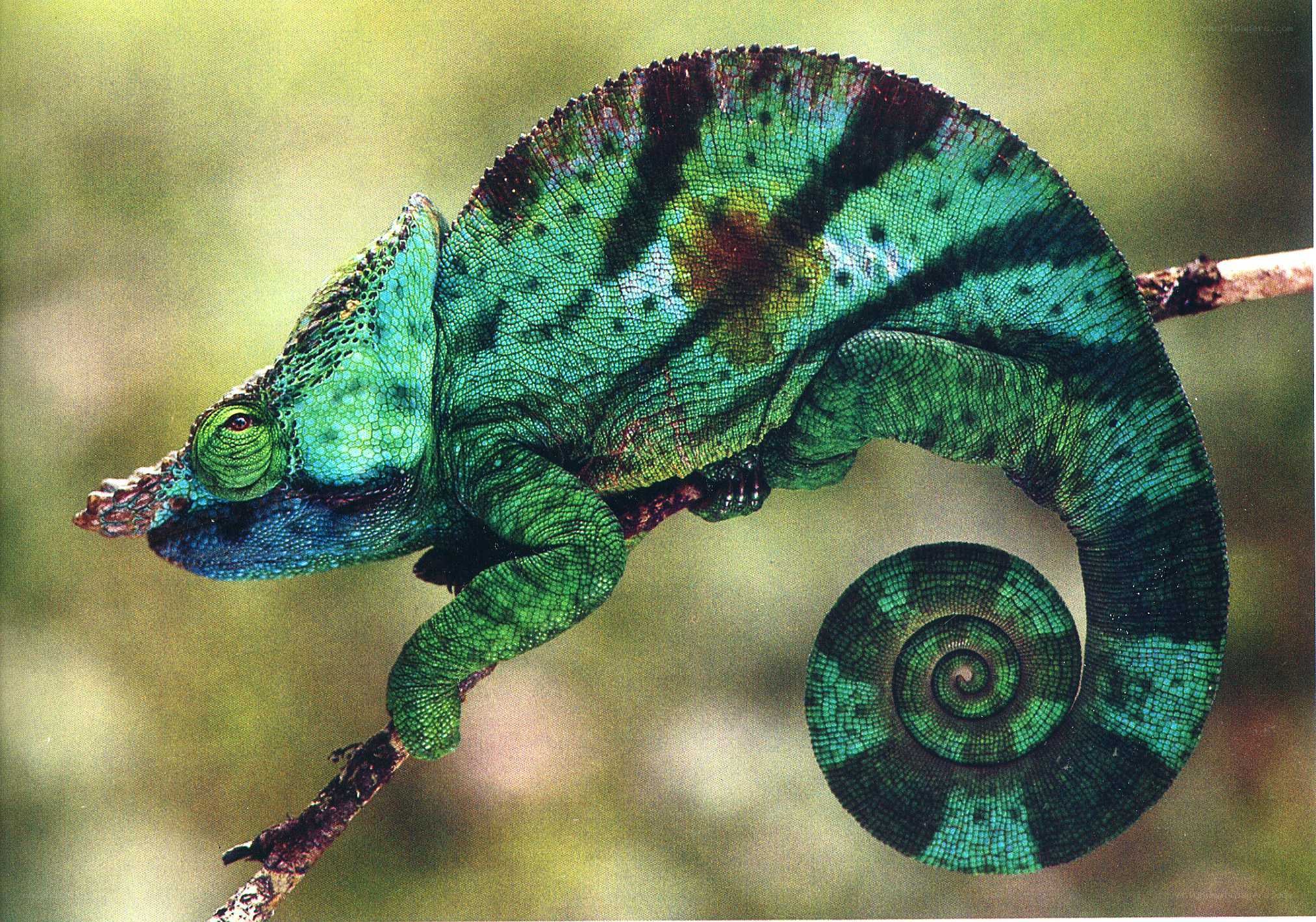 Green chameleon on a branch