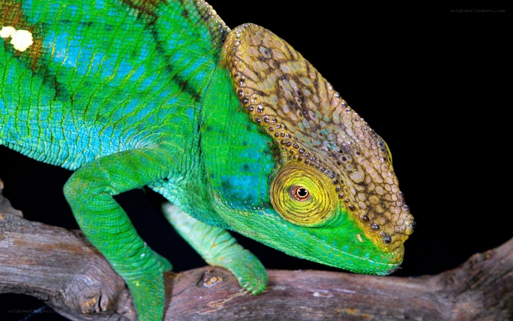 Green chameleon on a branch