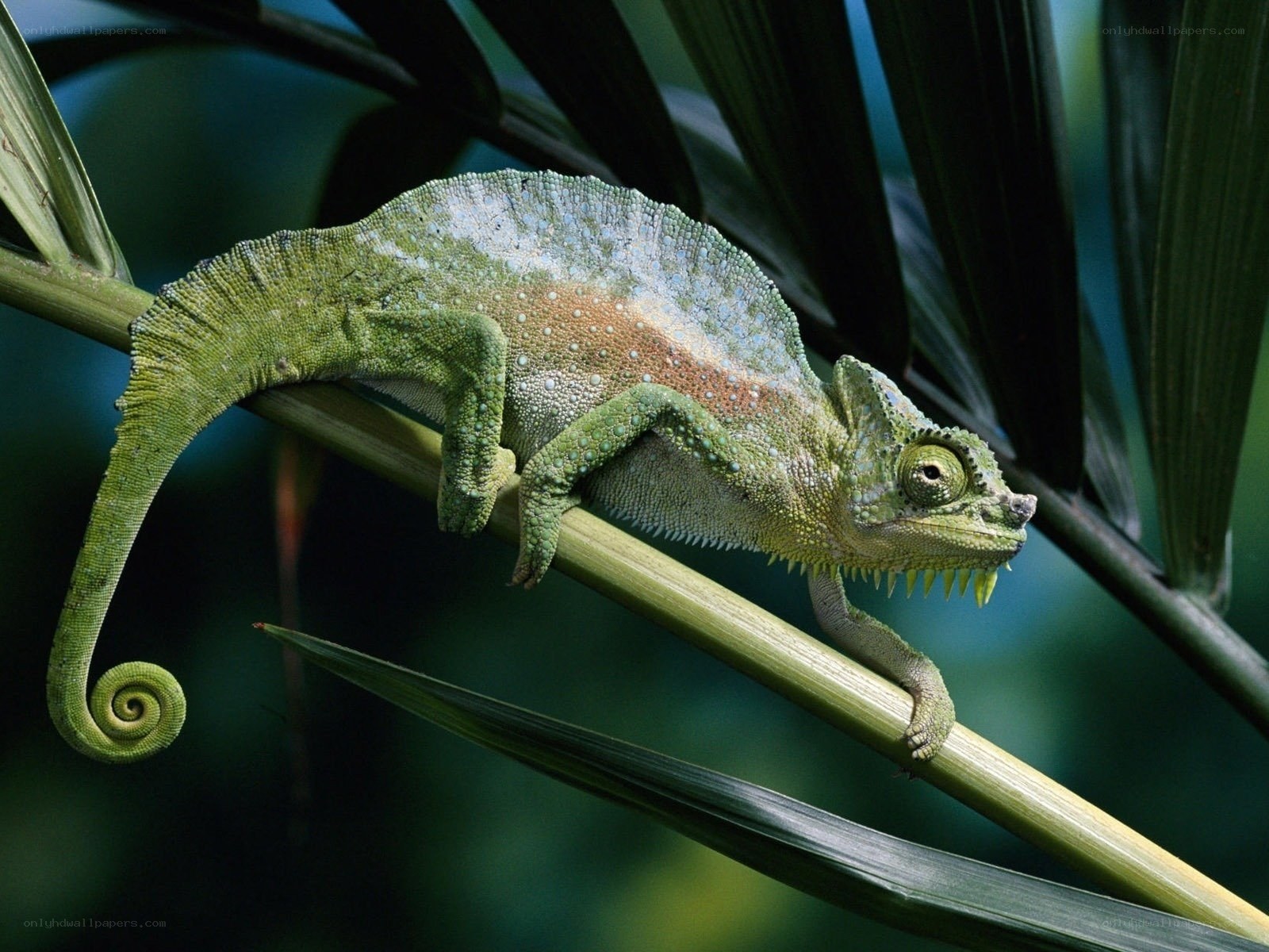 Green chameleon on a branch