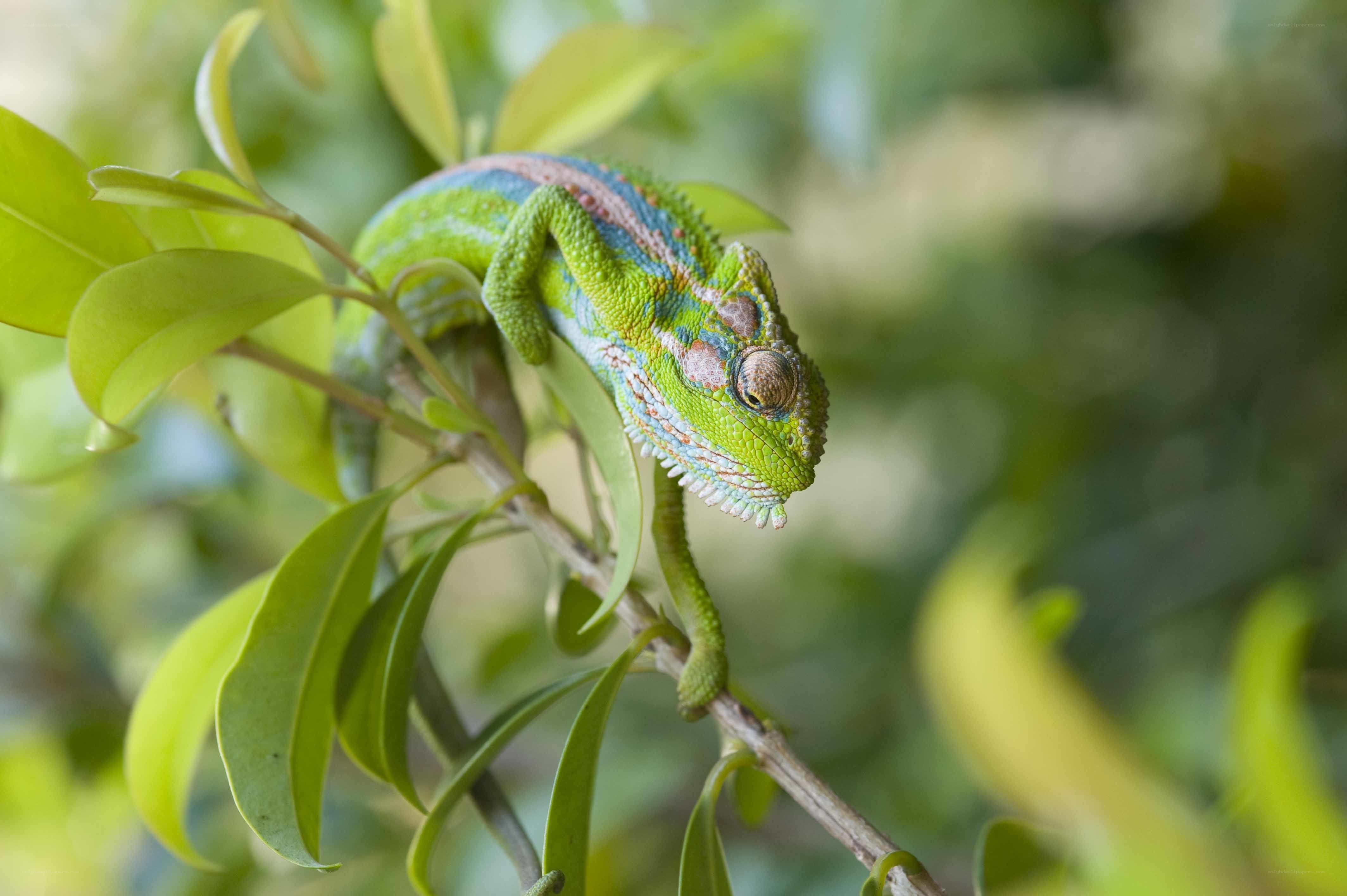 Green chameleon on a branch