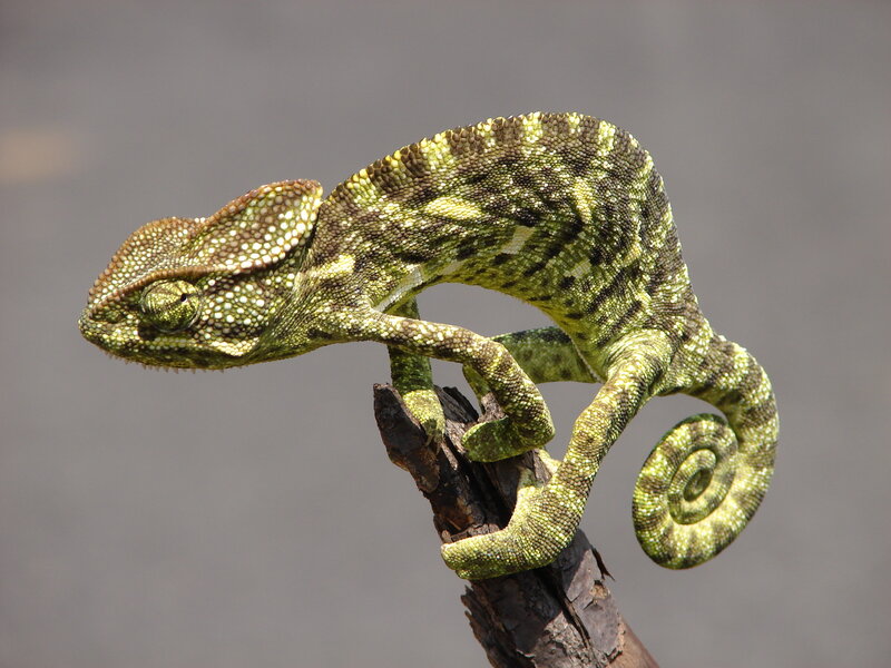 Green chameleon on a branch