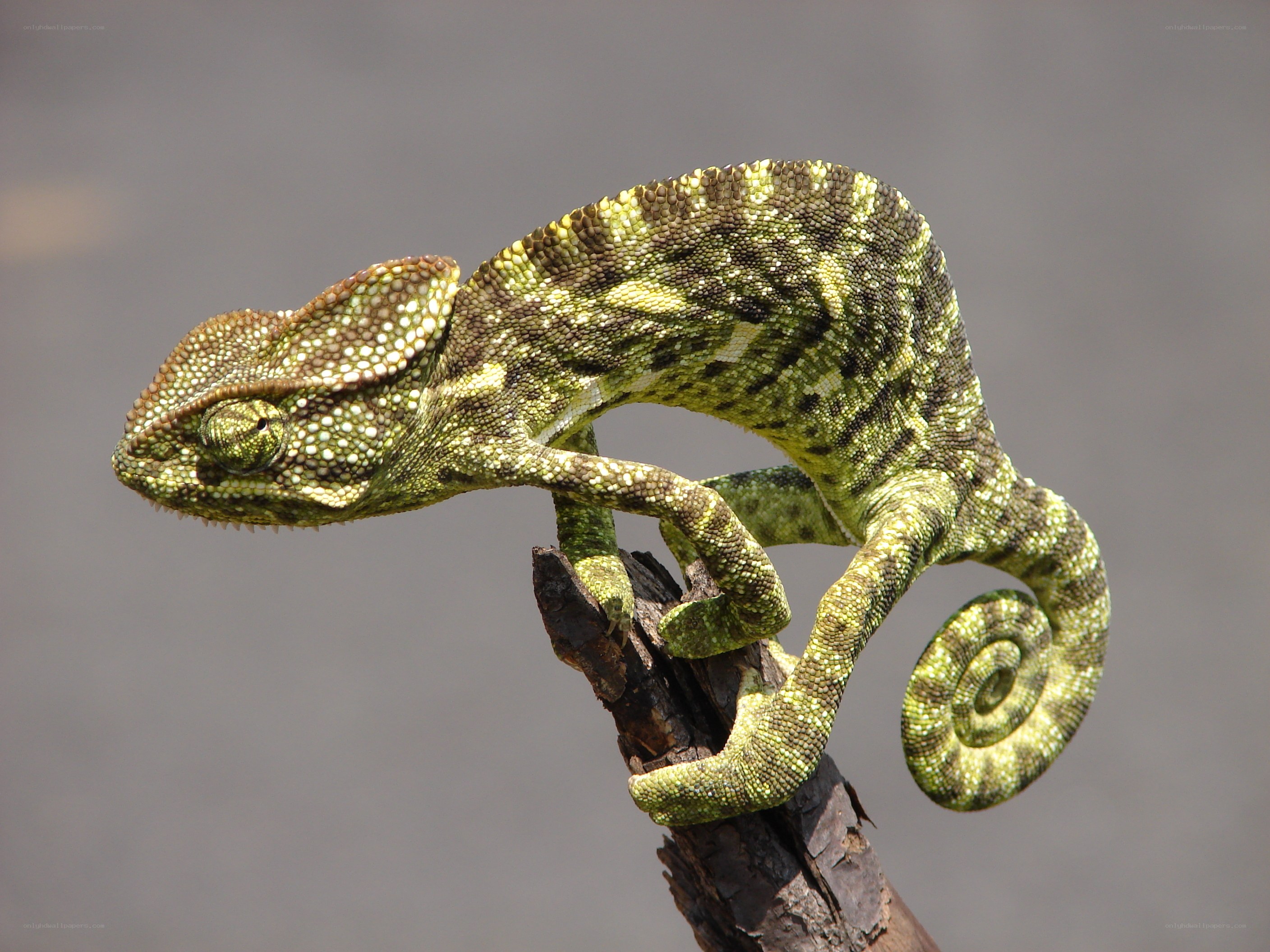 Green chameleon on a branch
