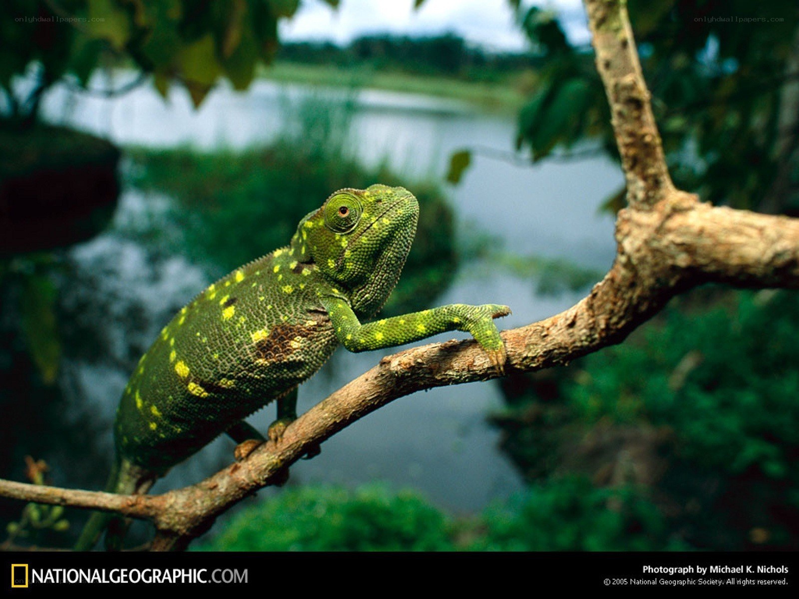 Green chameleon on a branch
