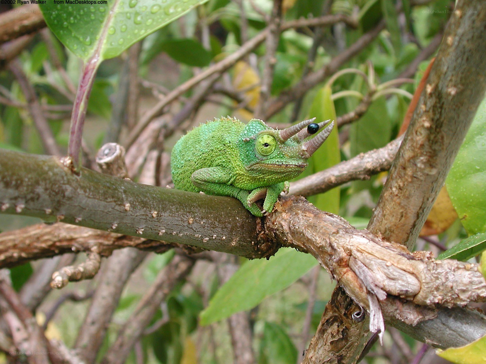 Green chameleon on a branch
