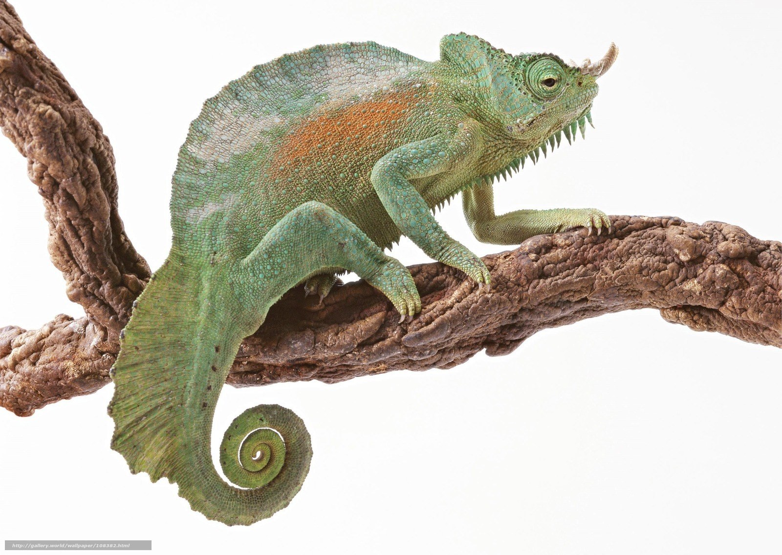 Green chameleon on a branch
