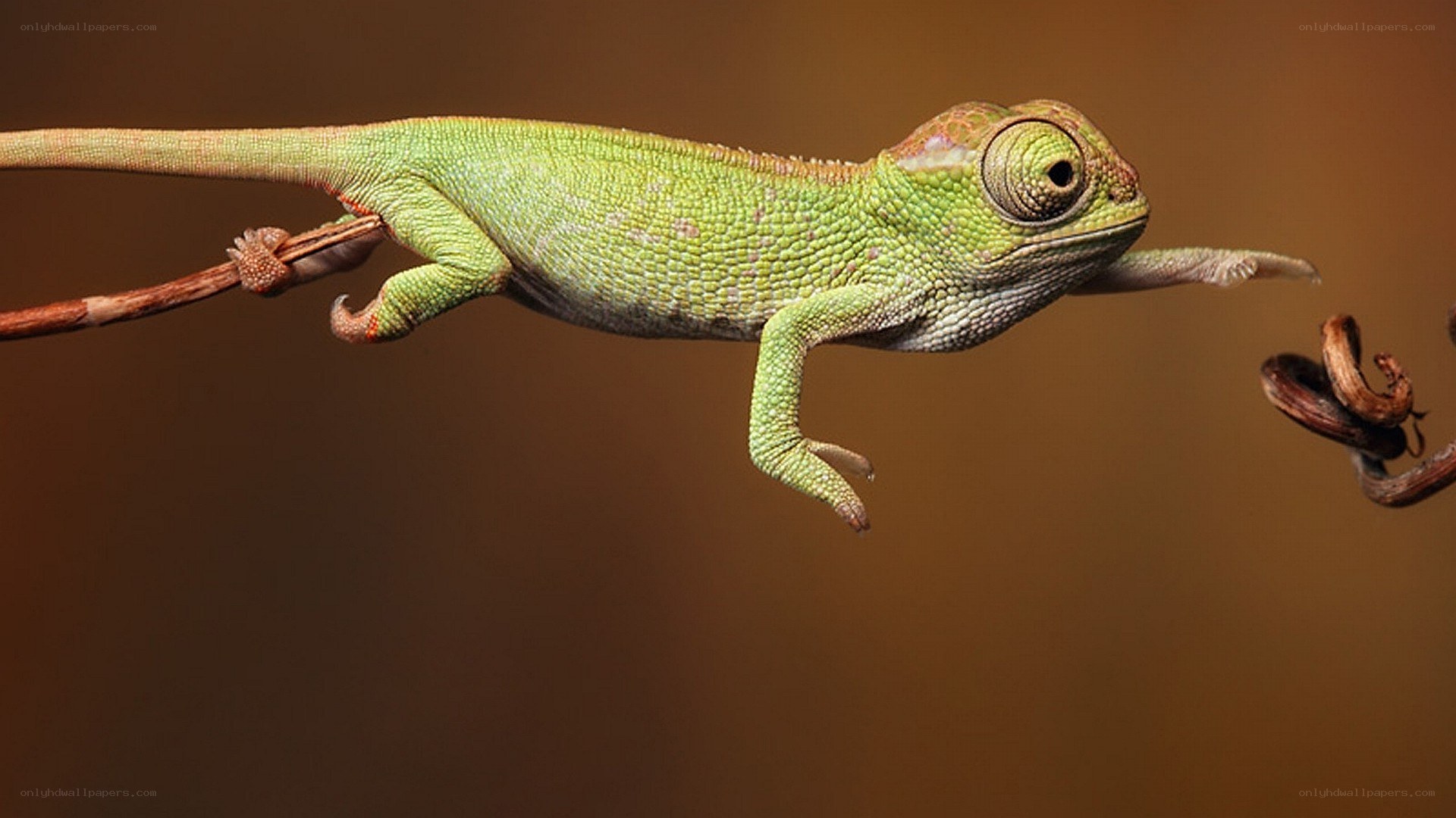 green chameleon on a branch