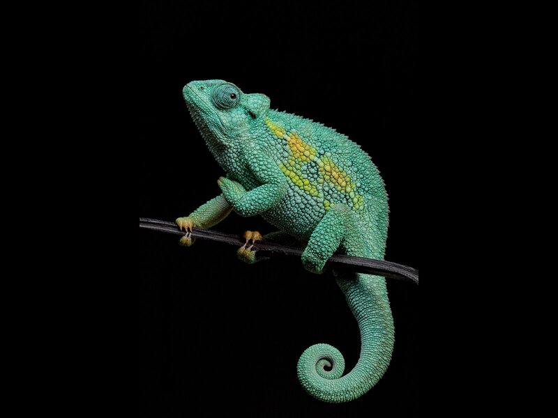 Green chameleon on a branch