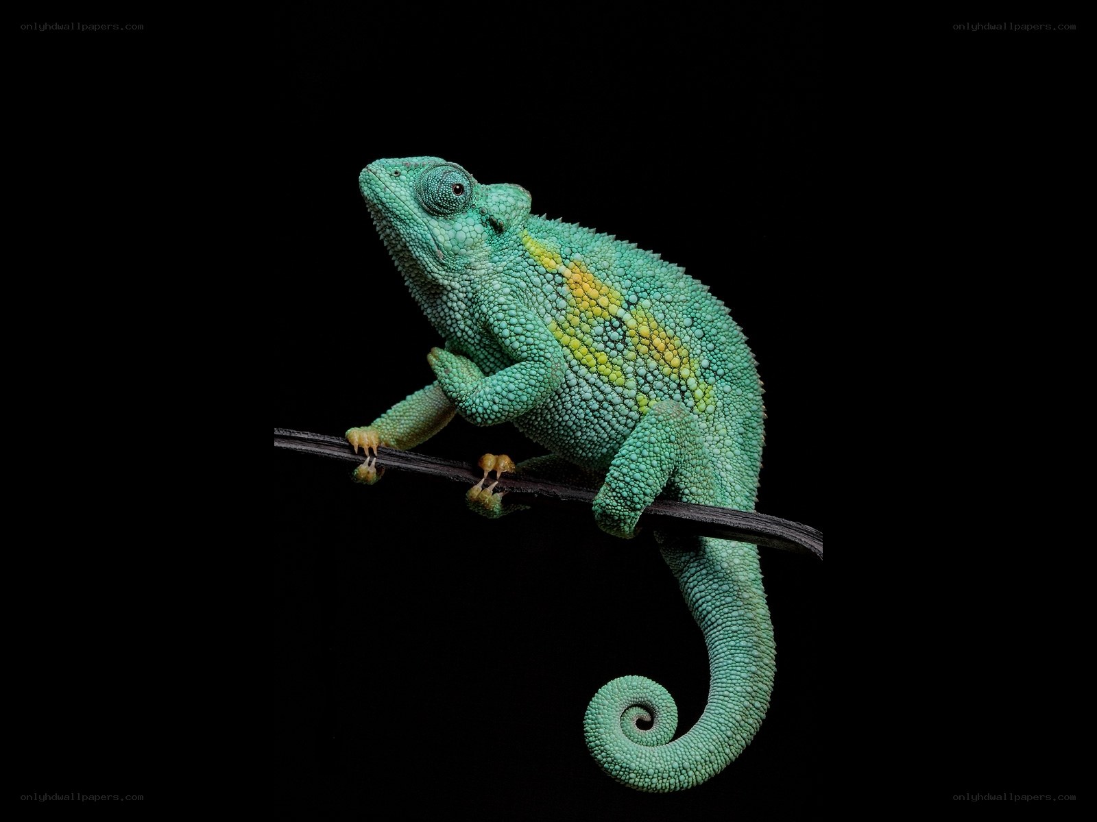 Green chameleon on a branch