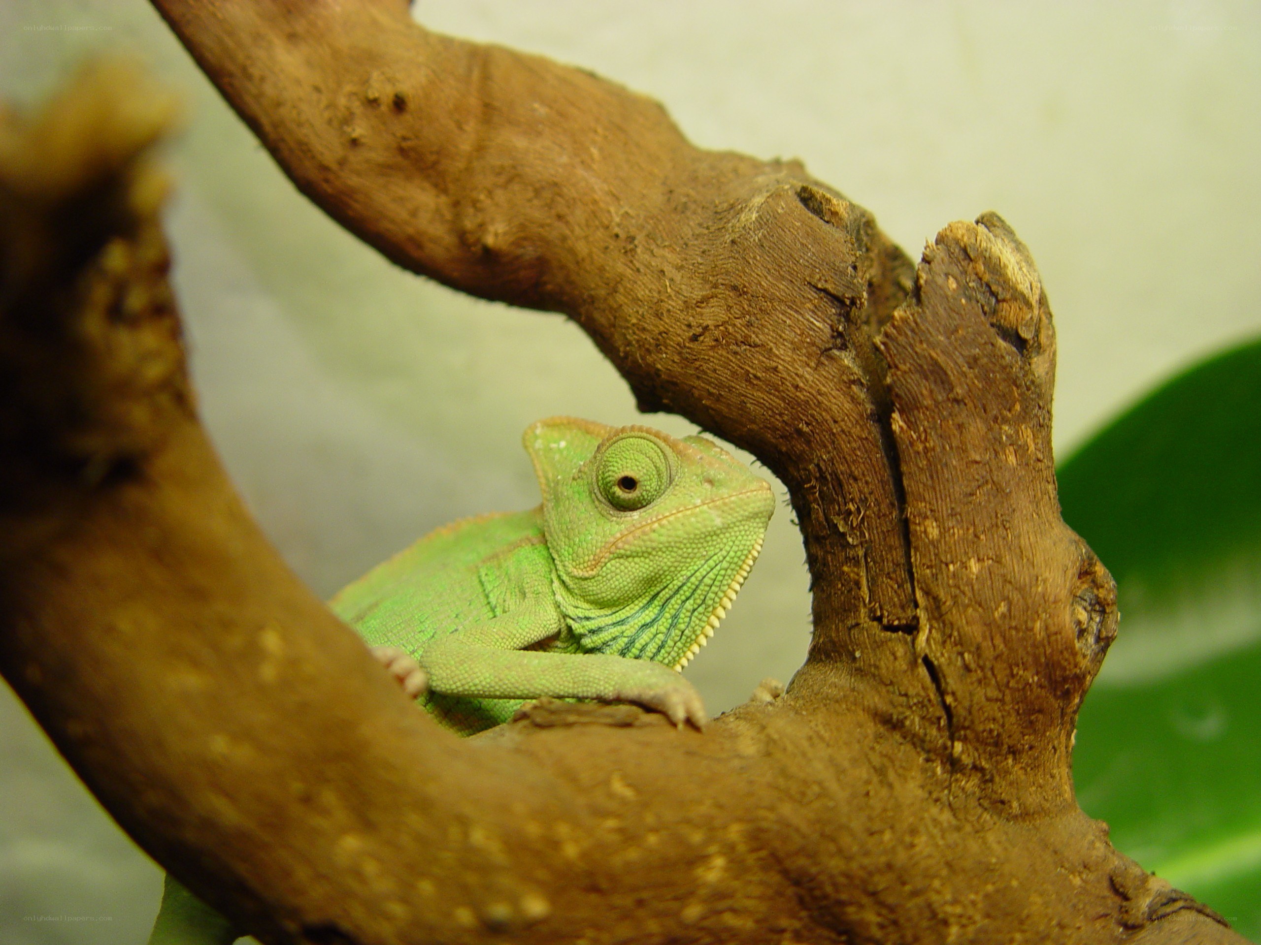 green chameleon on a branch