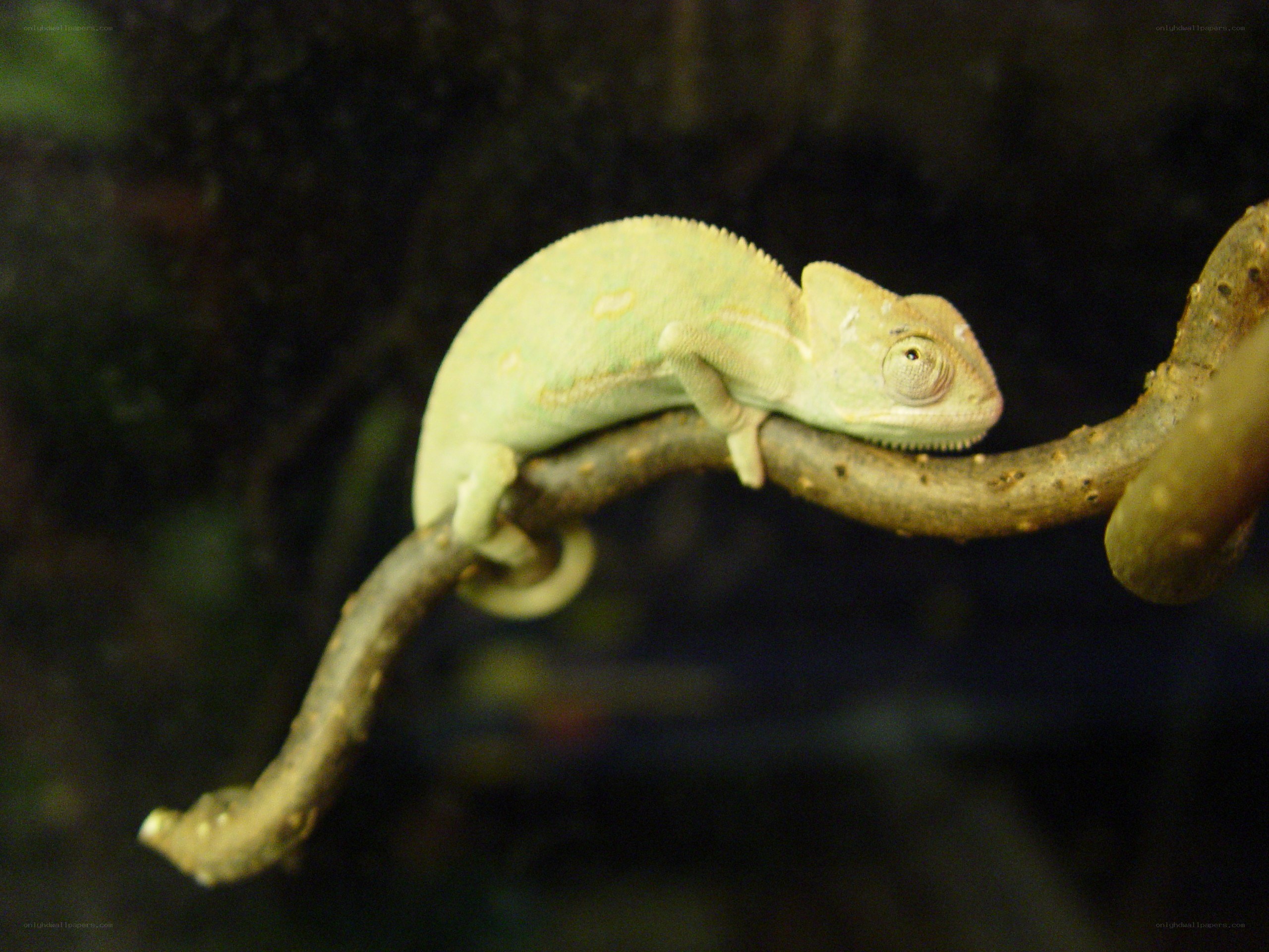 green chameleon on a branch
