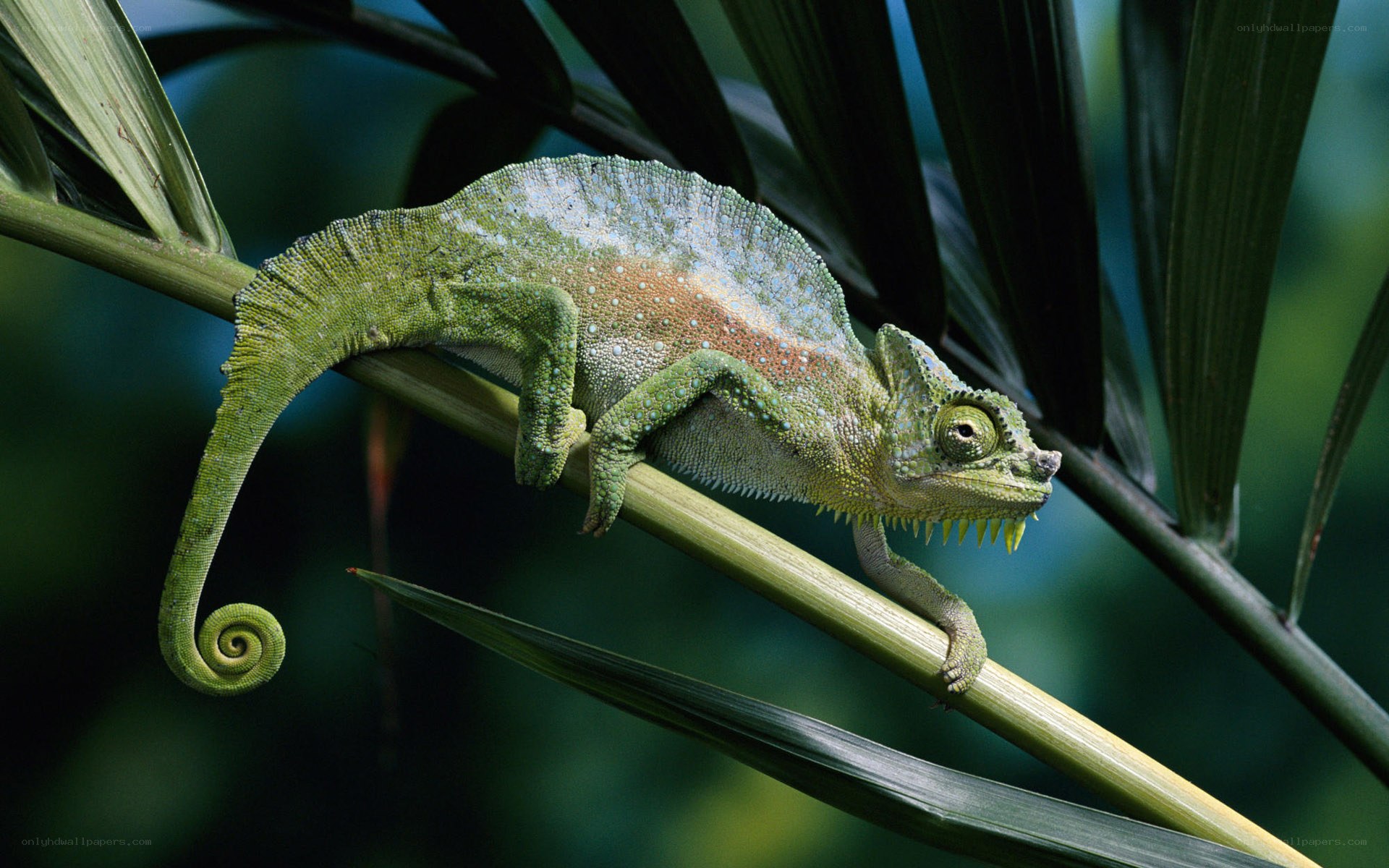 Green chameleon on a branch