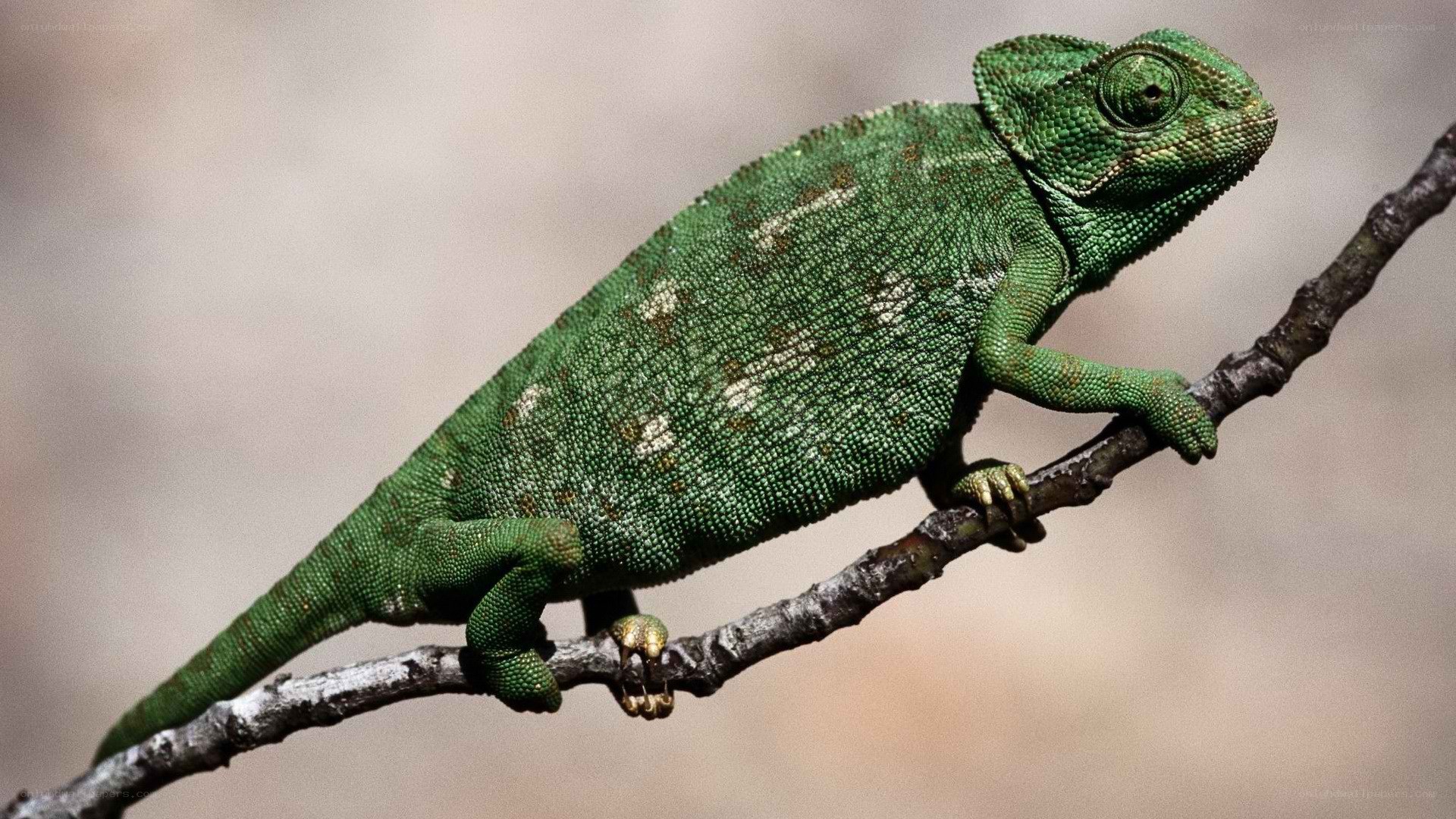 Green chameleon on a branch