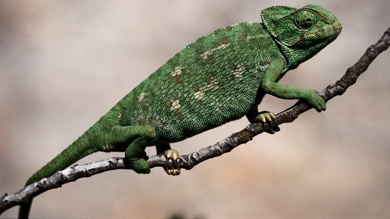 green chameleon on a branch
