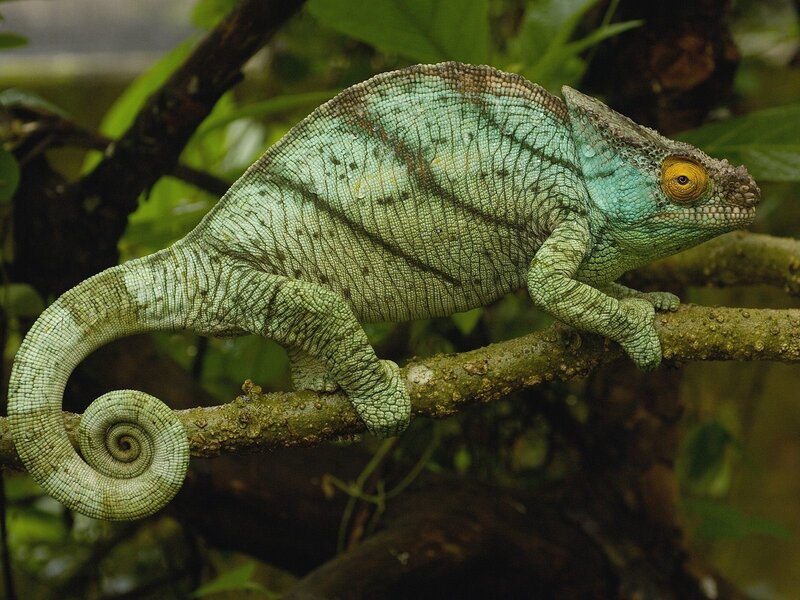 Green chameleon on a branch