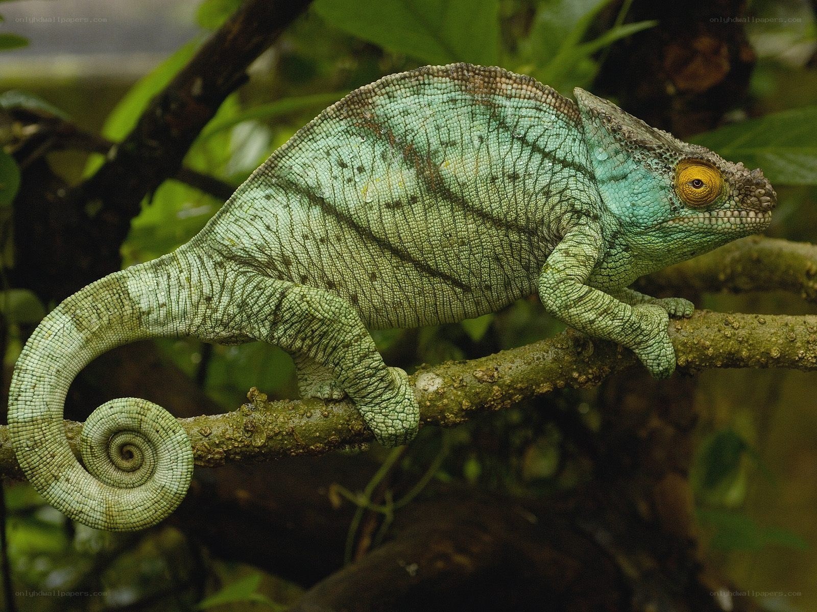 Green chameleon on a branch