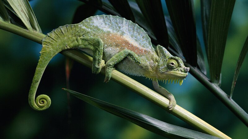 Green chameleon on a branch