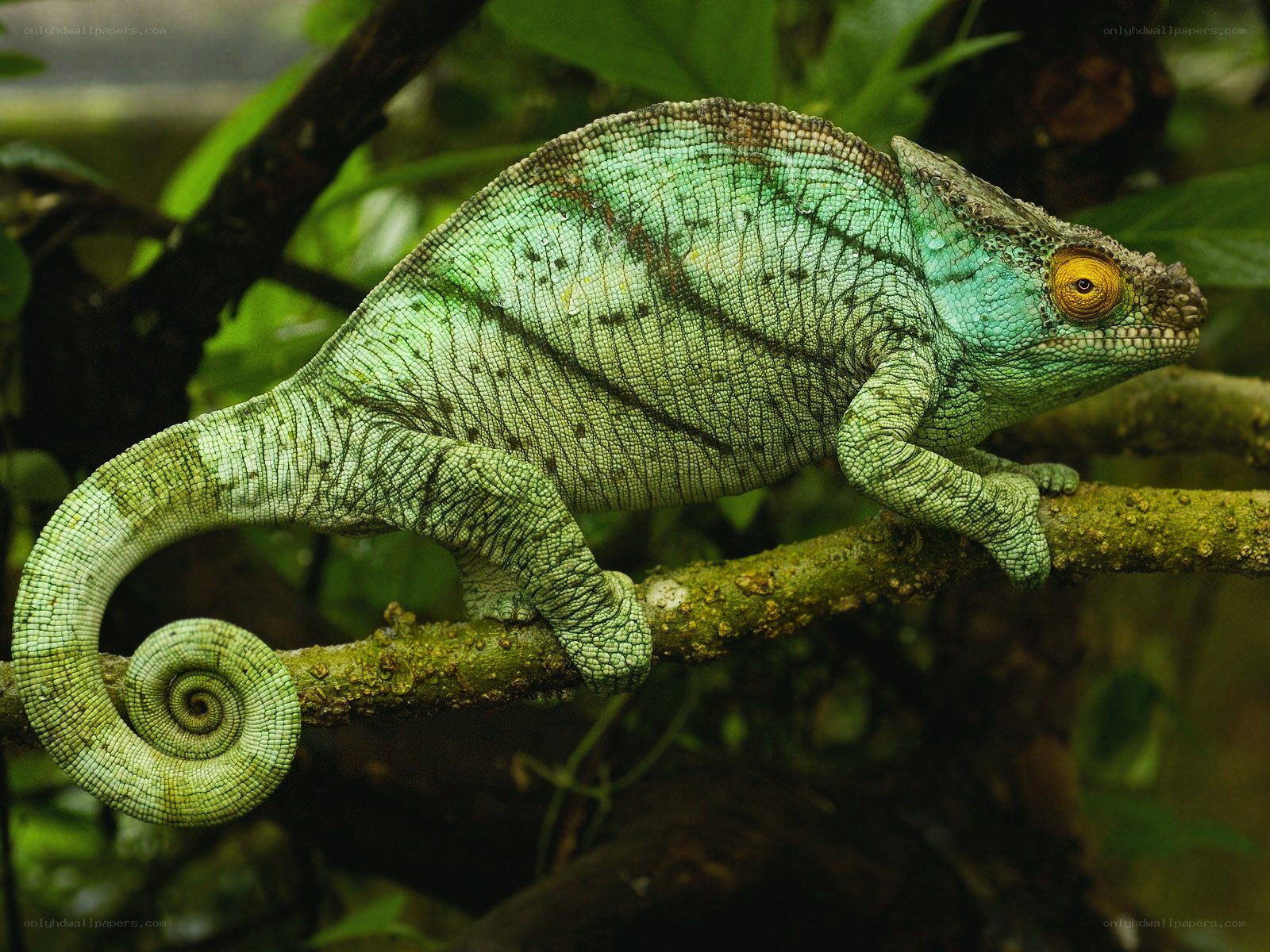 Green chameleon on a branch