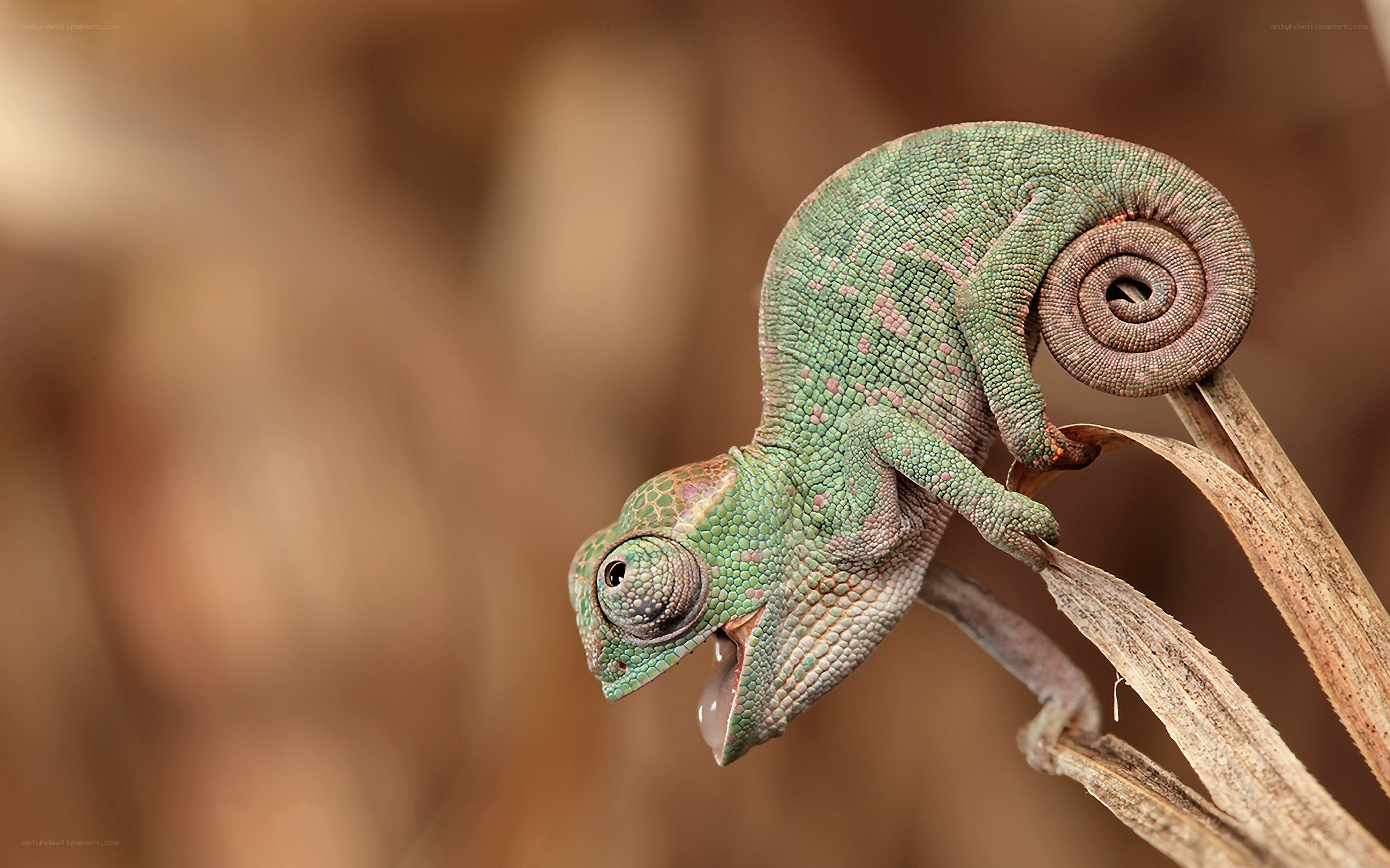 Green chameleon on a branch