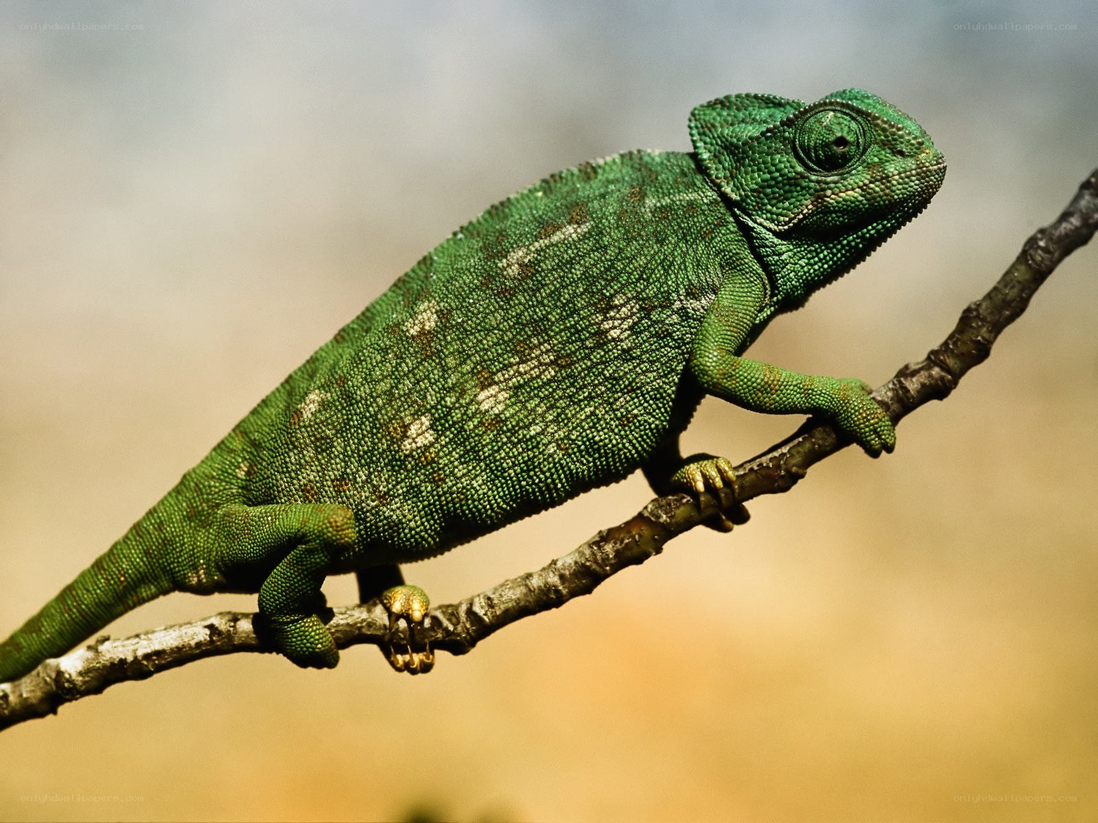 Green chameleon on a branch