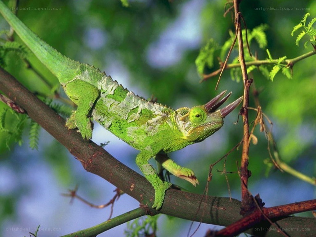 Green chameleon on a branch