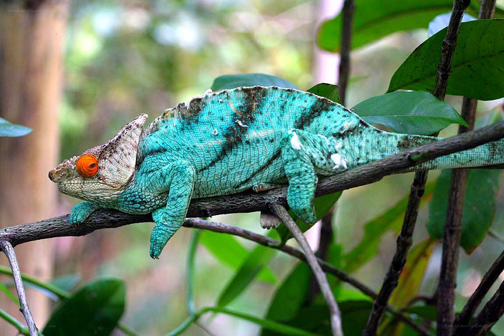 Green chameleon on a branch