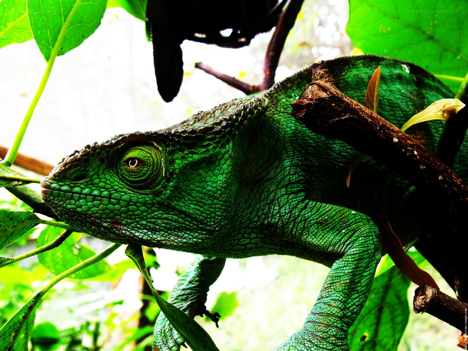 Green chameleon on a branch