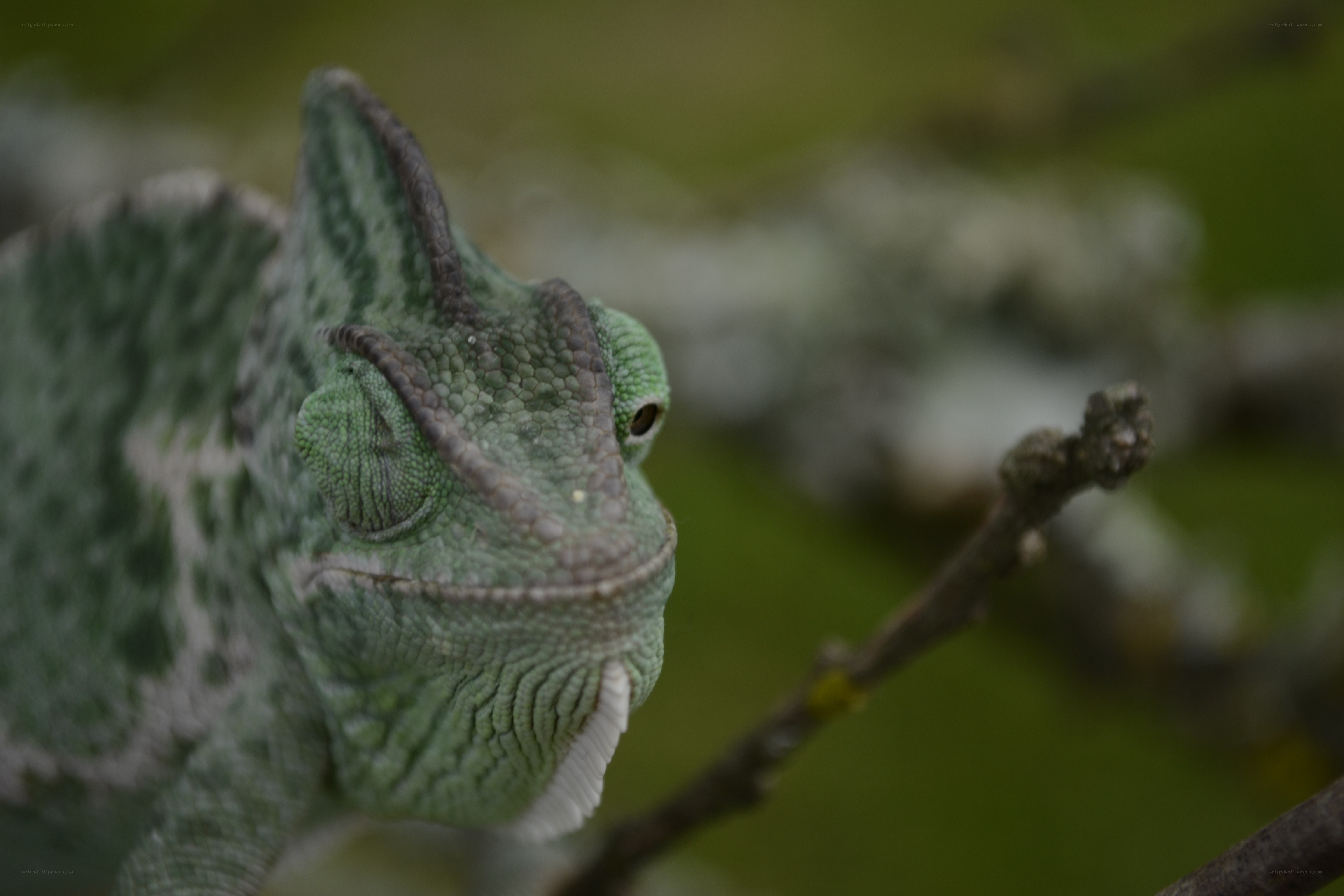 green chameleon on a branch
