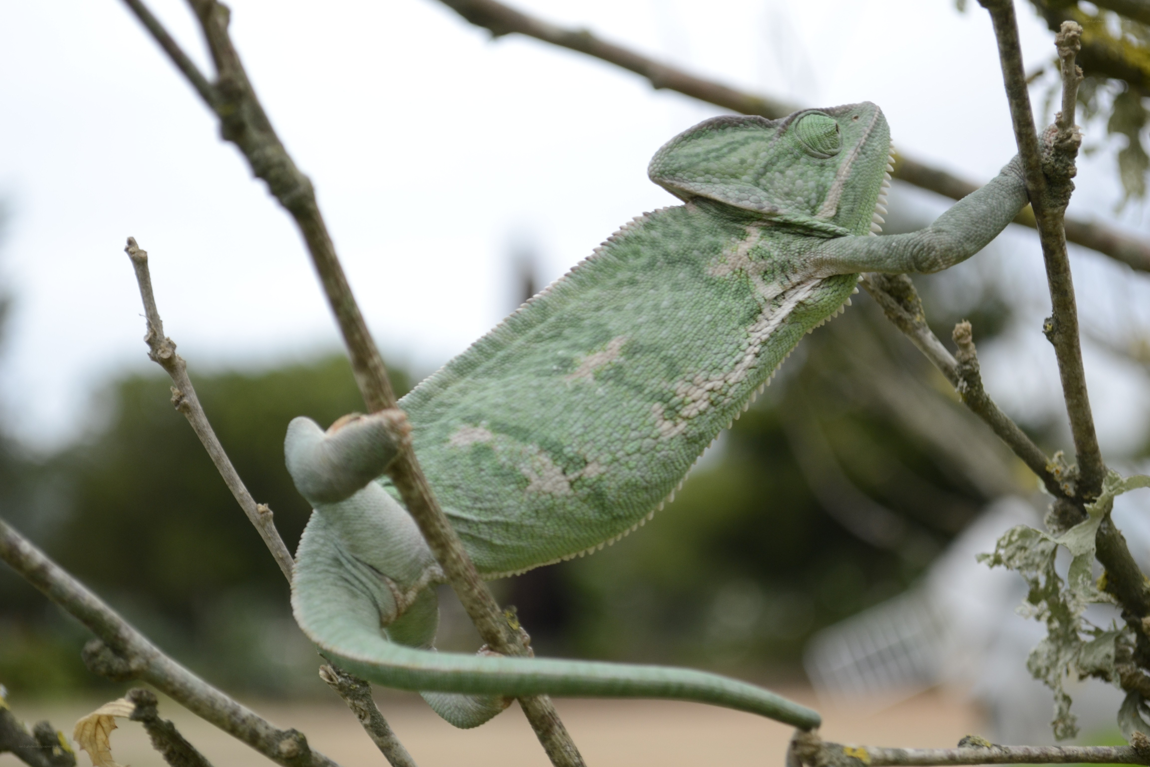 green chameleon on a branch