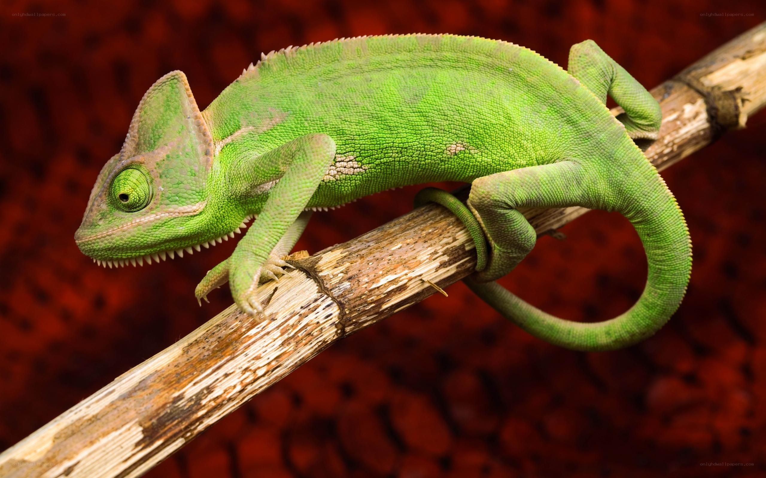 green chameleon on a branch
