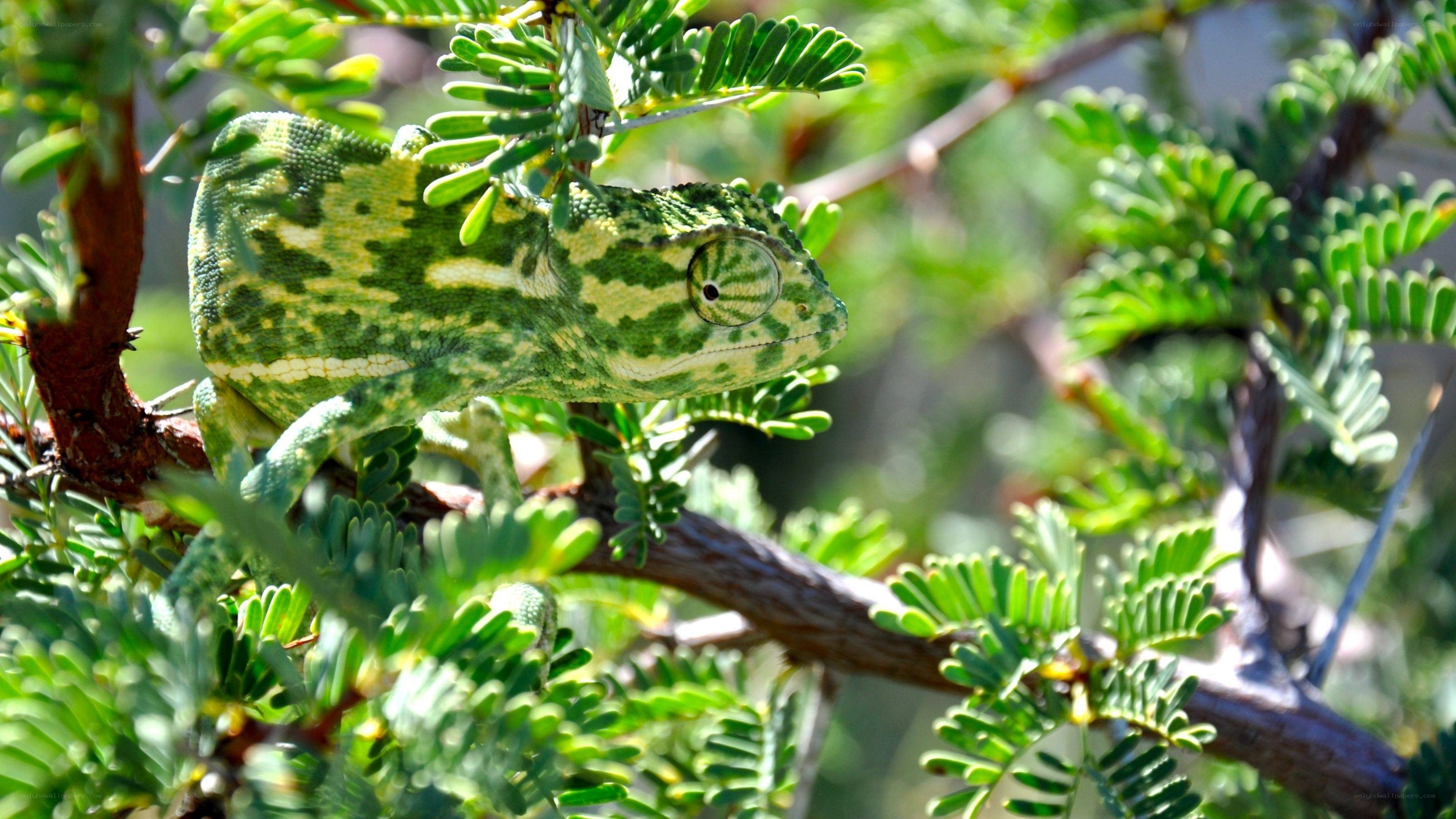 Green chameleon on a branch