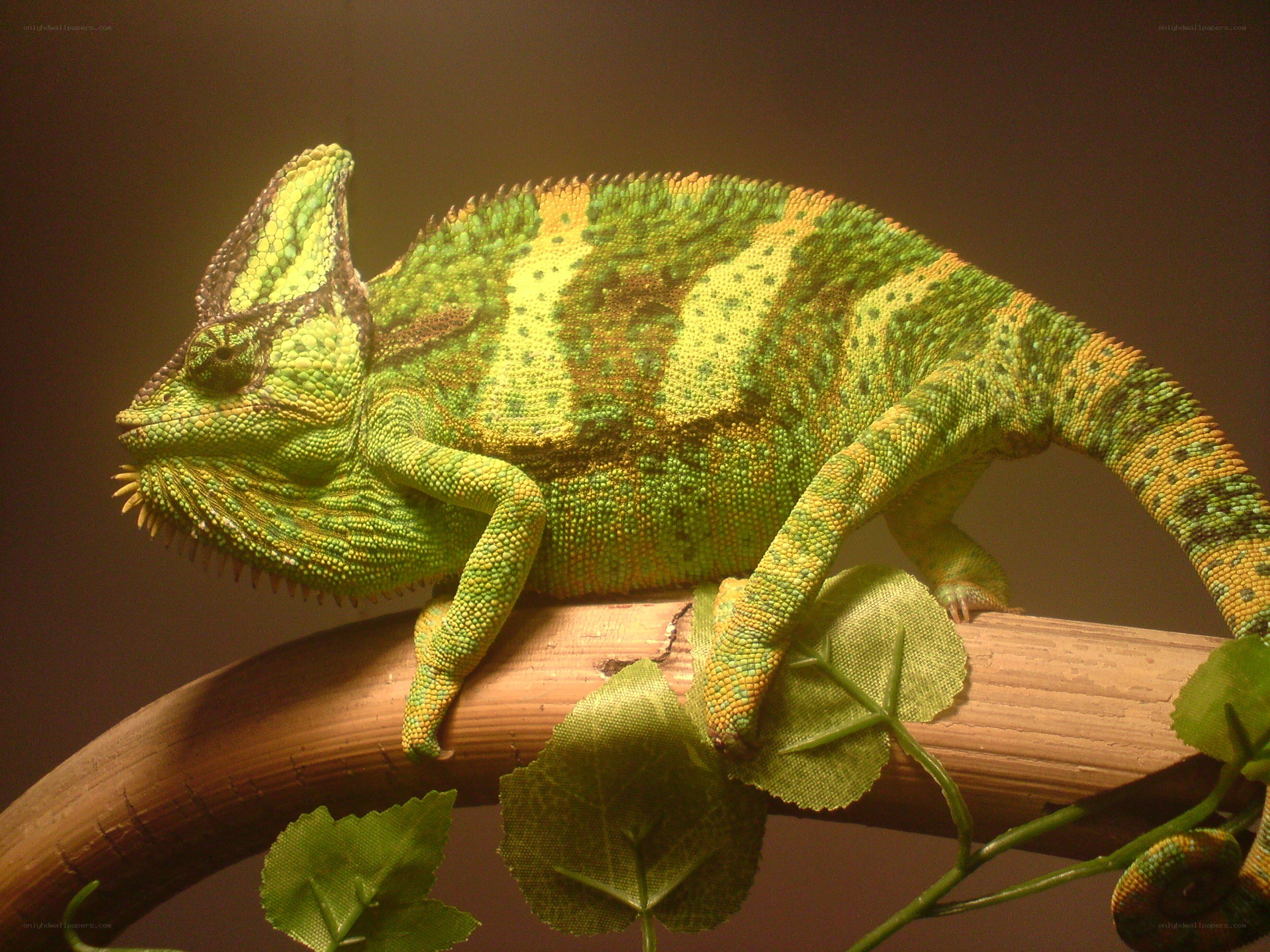 Green chameleon on a branch