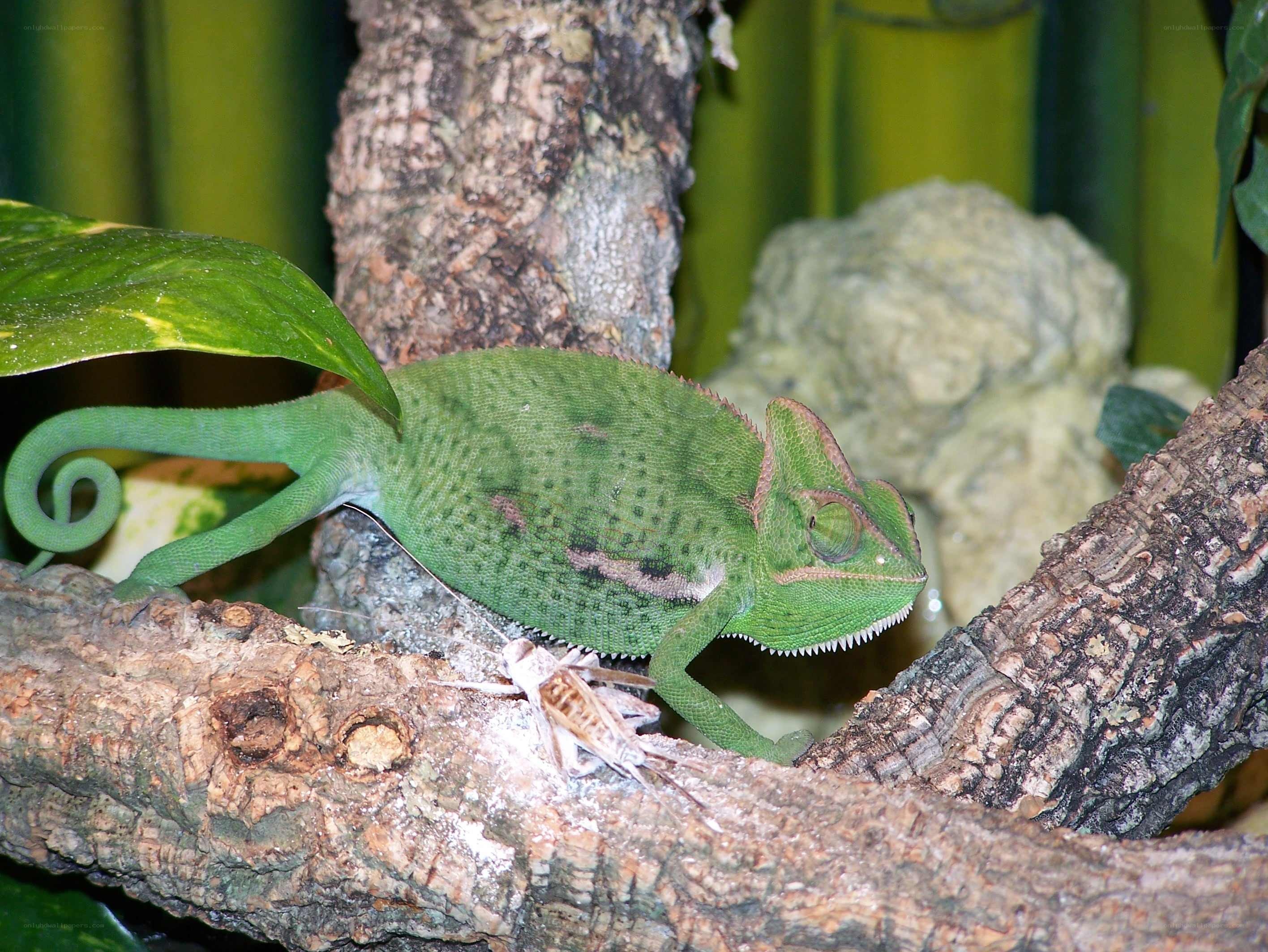 Green chameleon on a branch