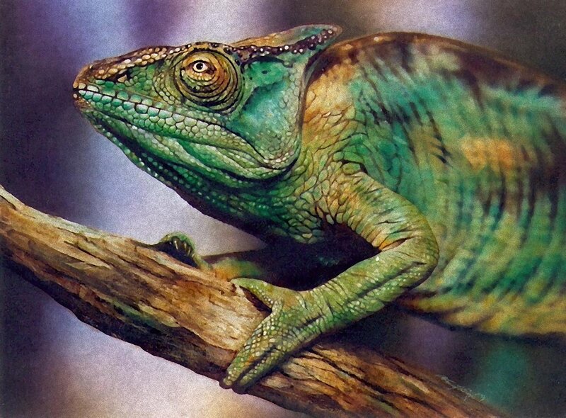 green chameleon on a branch