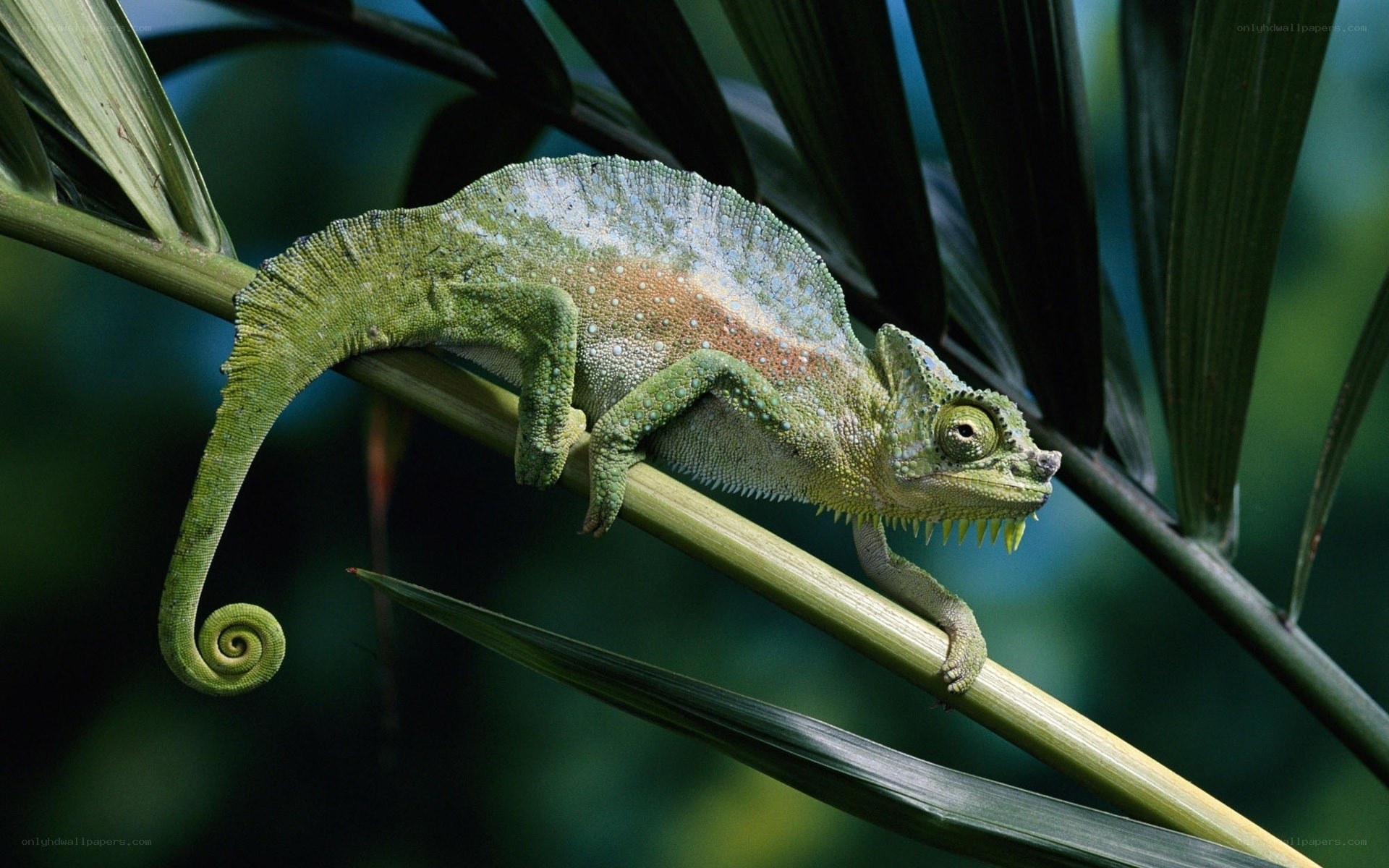 Green chameleon on a branch