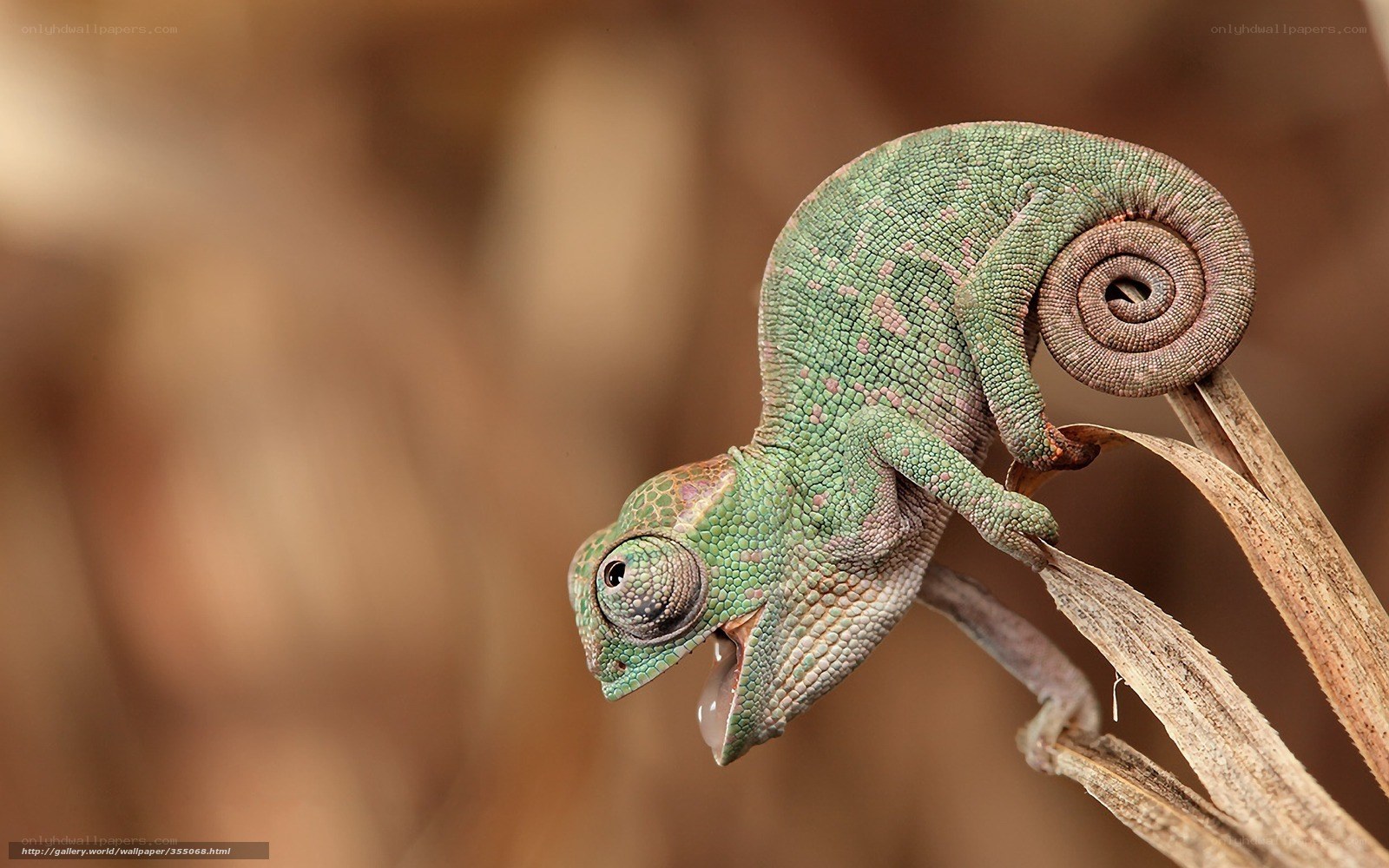 Green chameleon on a branch
