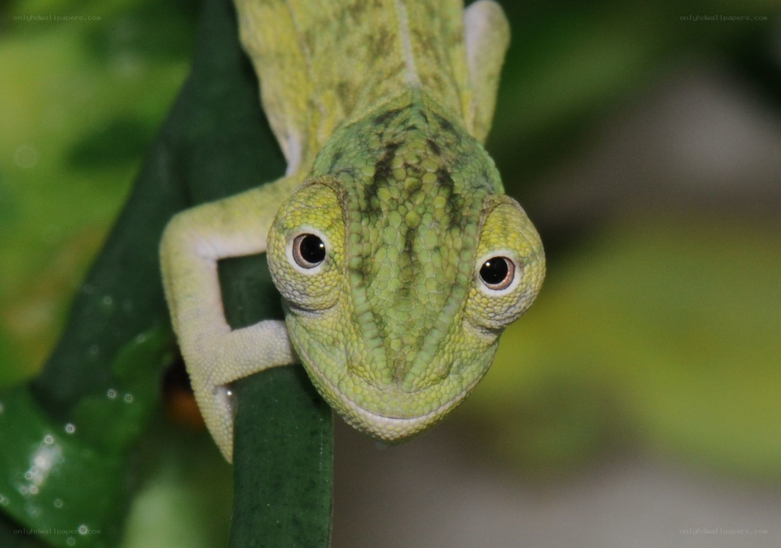 green chameleon on a leaf