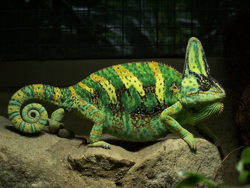 Green chameleon on a rock