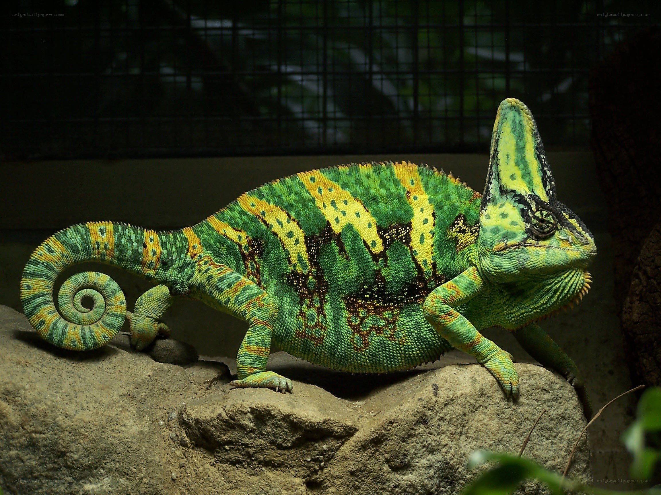 Green chameleon on a rock