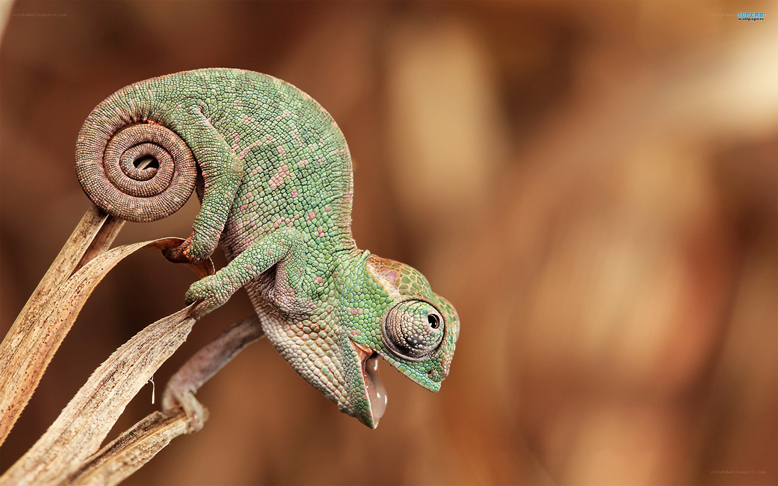 green chameleon on a twig
