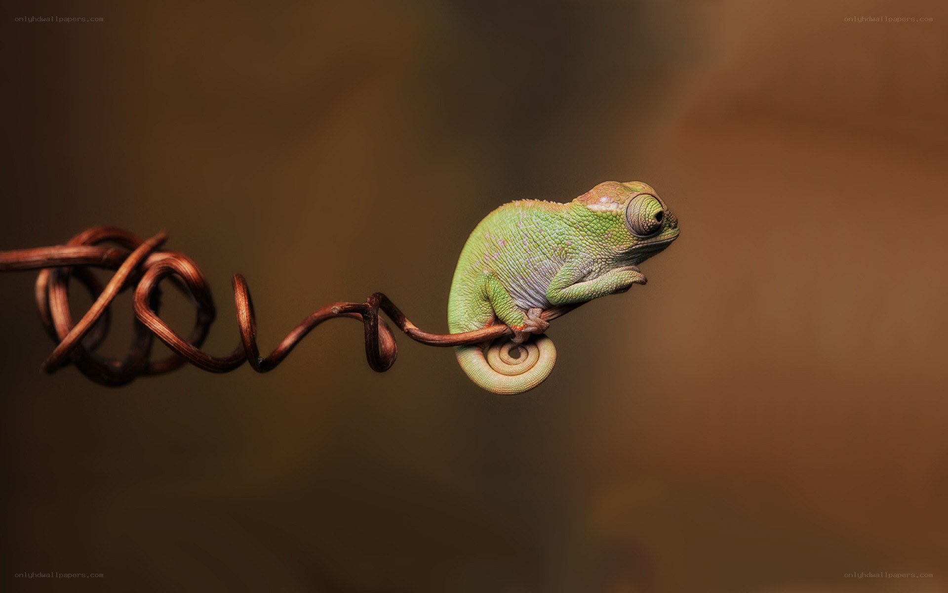 Green chameleon on a vine