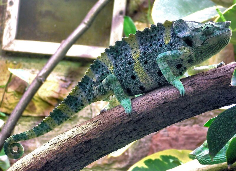 green chameleon on branch