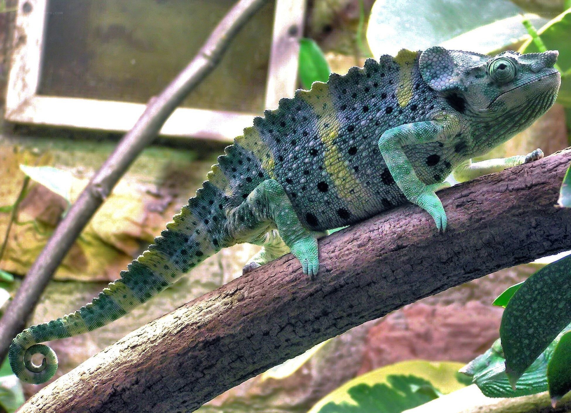 green chameleon on branch