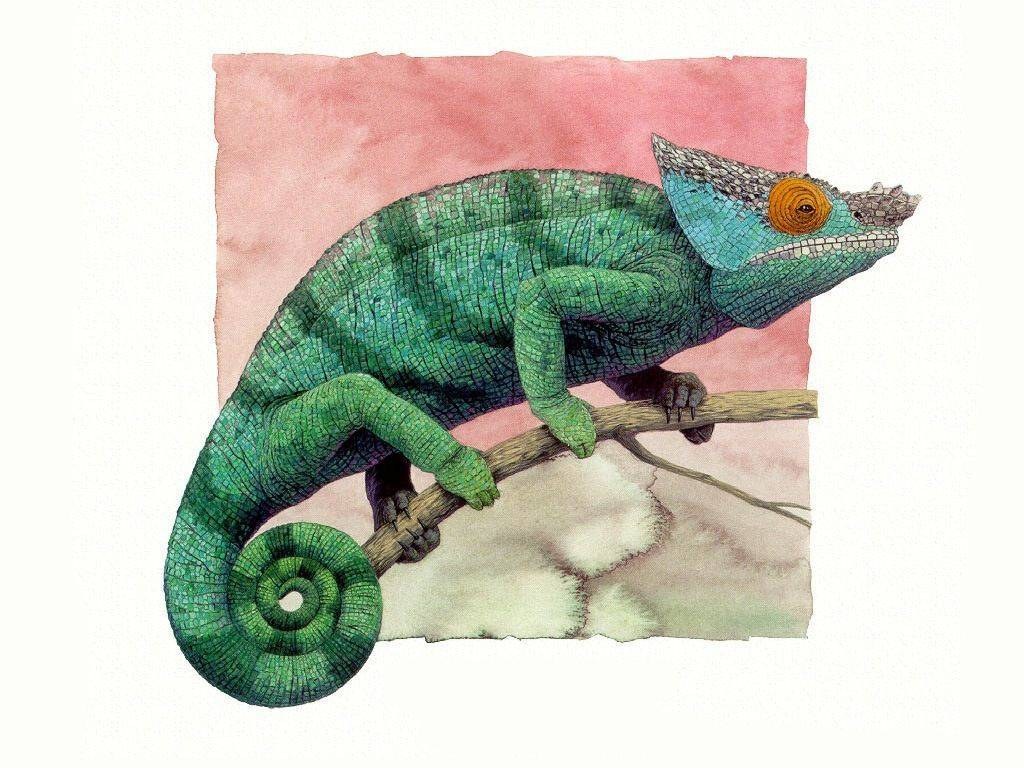 green chameleon on branch