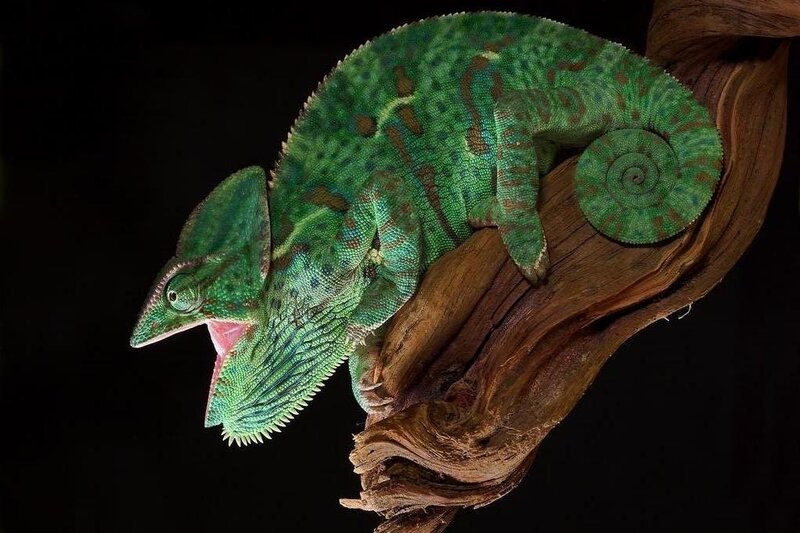 green chameleon on branch